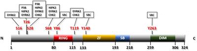 Regulation of the SIAH2-HIF-1 Axis by Protein Kinases and Its Implication in Cancer Therapy